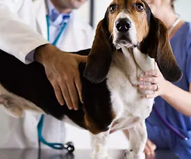 Chirurgie et soins dentaires vétérinaires