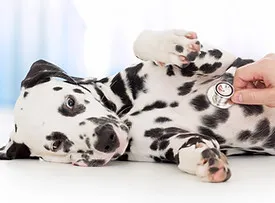 Consultations générales