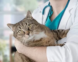 Vaccination et prévention