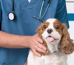 Urgences vétérinaires